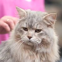 Bild "Unser Kater:igor.jpg"